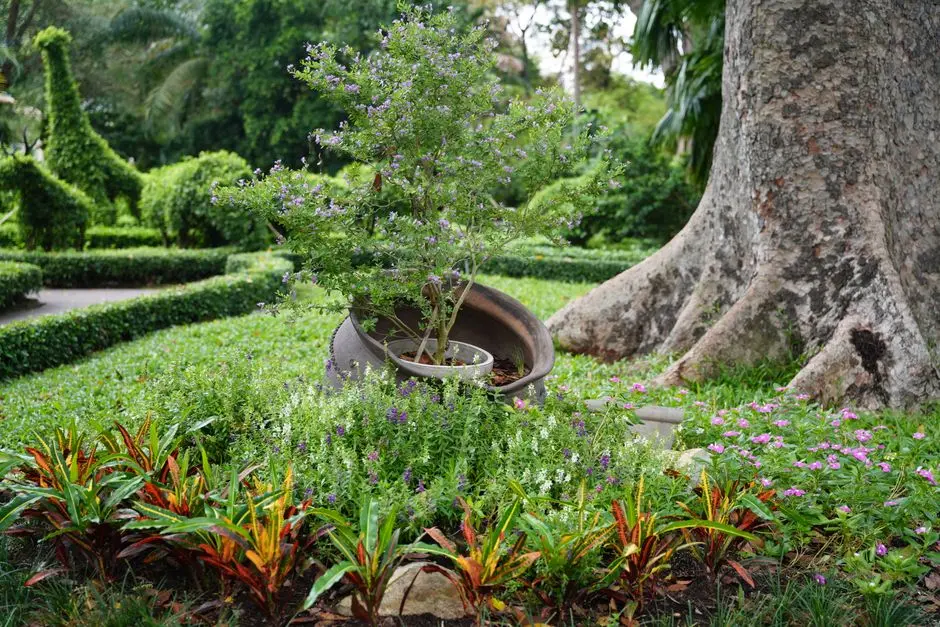 Garden