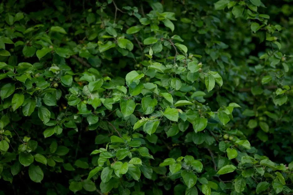 Greens & Outdoors at HIRANANDANI BORIVALI WEST, Gorai, Borivali West, Mumbai