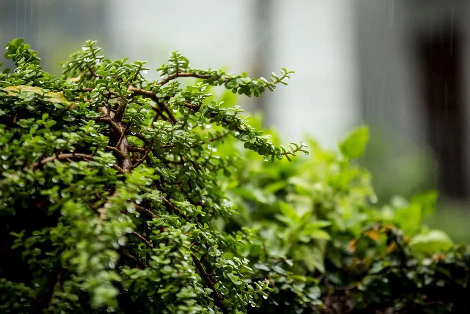 Greens & Outdoors at HIRANANDANI BANDRA KURLA COMPLEX (BKC), Mumbai