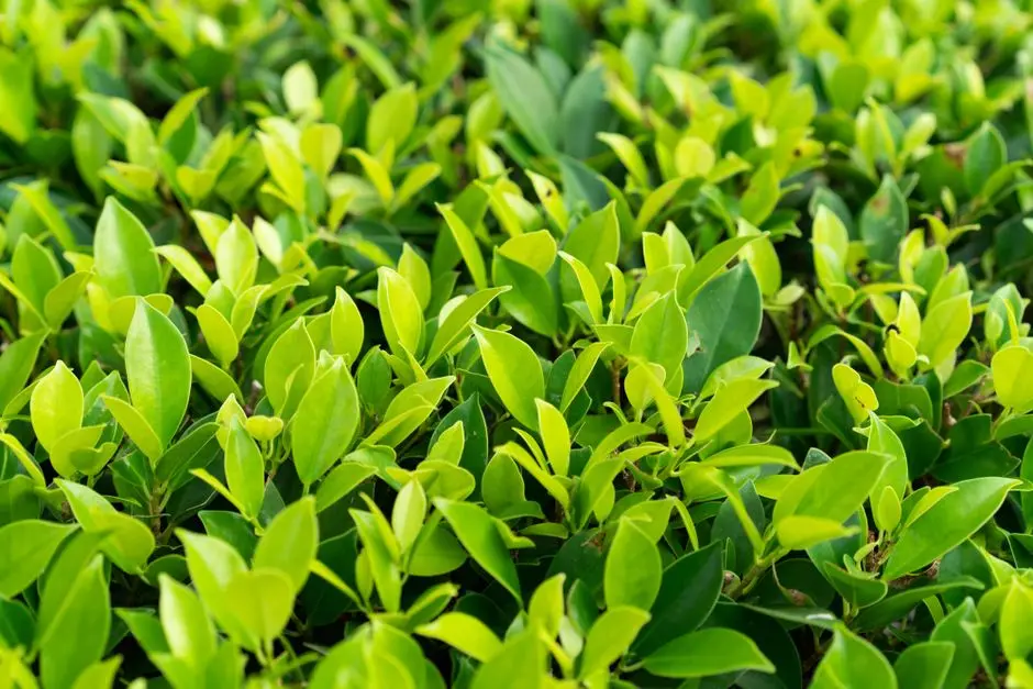 Greens & Outdoors at HIRANANDANI KHANDALA, Summer Hill, Khandala