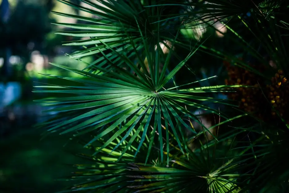 Greens & Outdoors at HIRANANDANI THE FERN HABITAT ALIBAUG, SERIES BY MARRIOTT, Nagaon, Alibaug