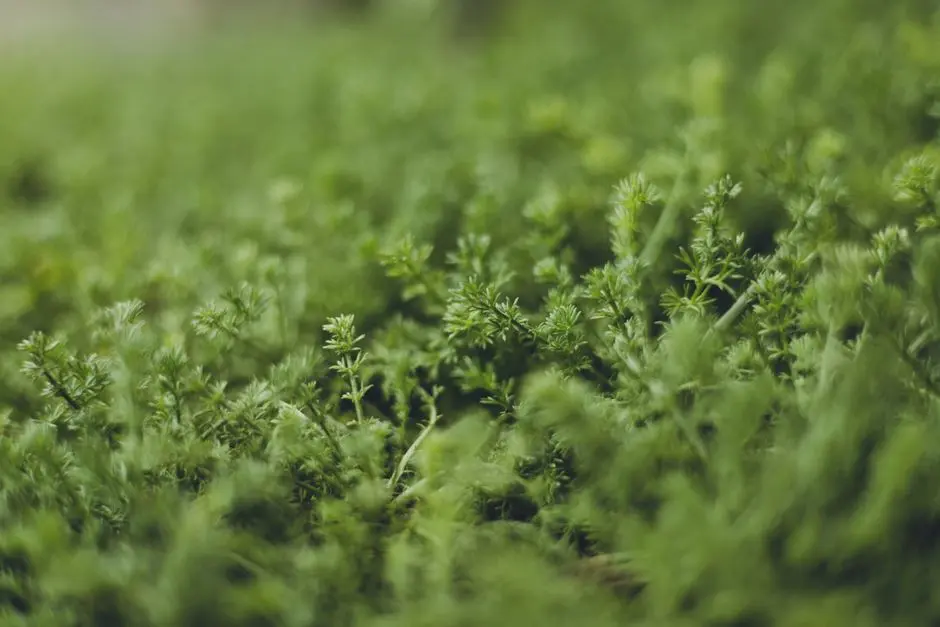 Greens & Outdoors at HIRANANDANI MOUNT ALTERRA, Summer Hill, Khandala