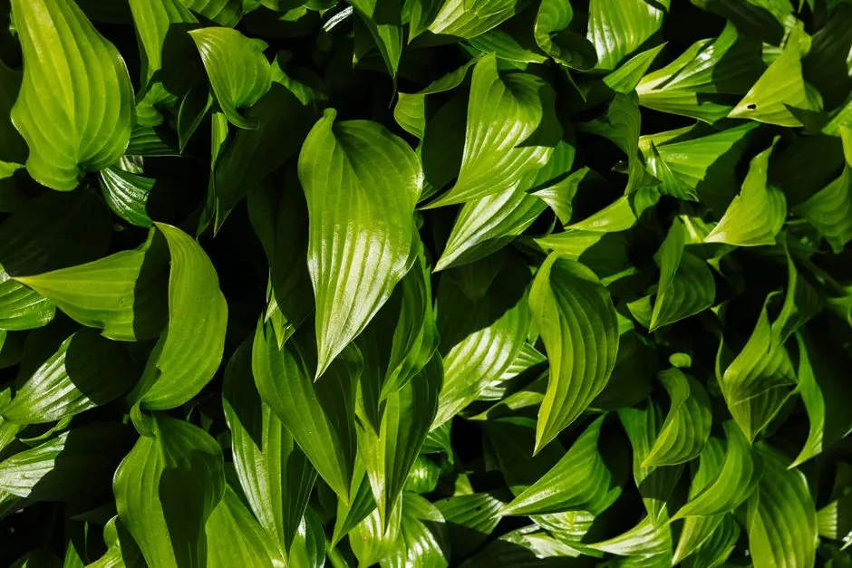 Greens & Outdoors at HIRANANDANI HINJEWADI, North Hinjewadi, Pune